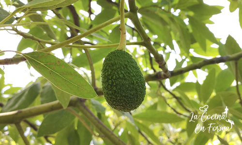 AGUACATE_DE_LA_HUERTA_B